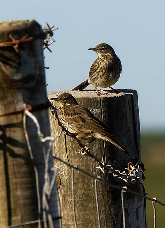 Meadow Pipit