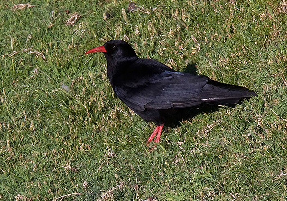 Chough