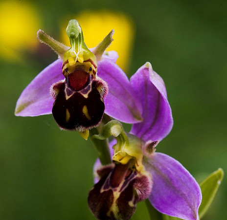 Bee Orchid