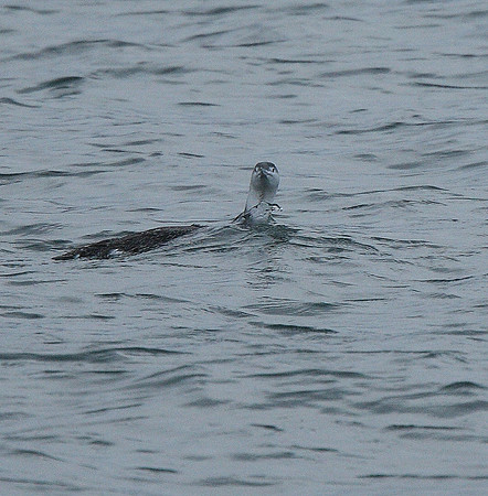 Red-throated Diver