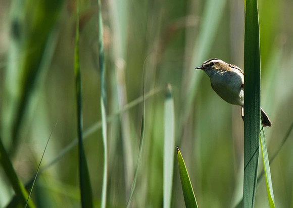 Sedge Warbler