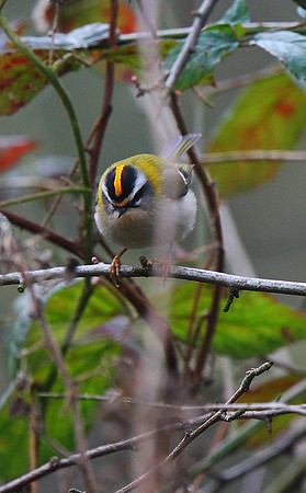 Firecrest