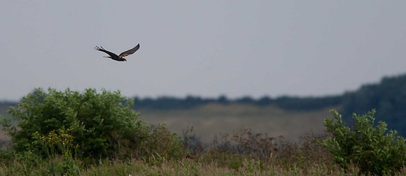 Marsh Harrier