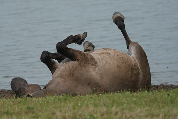 Konik Pony