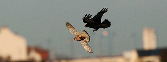 Kestrels