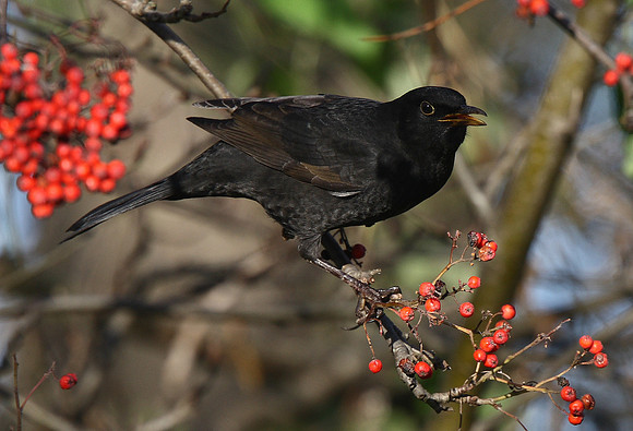 Blackbird