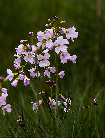 Cardamine pratensis