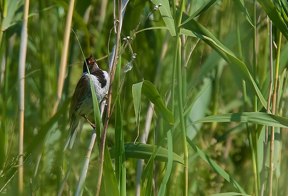 Reed Bunting