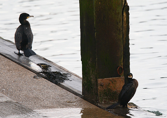 Cormorant and Shag