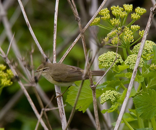 Willow Warbler