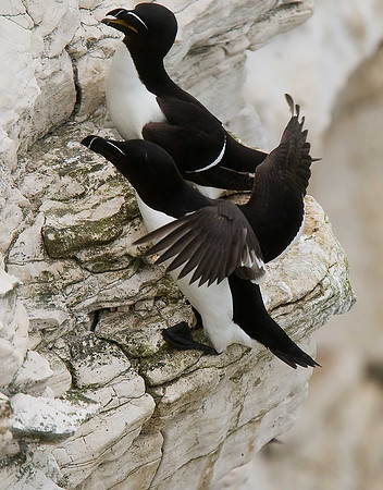 Razorbills