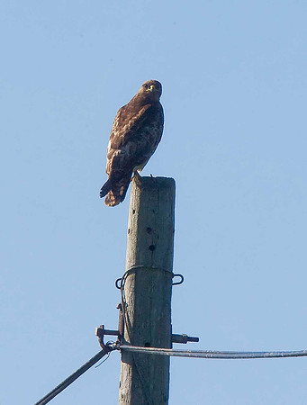 Buzzard