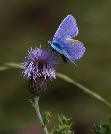 Common Blue
