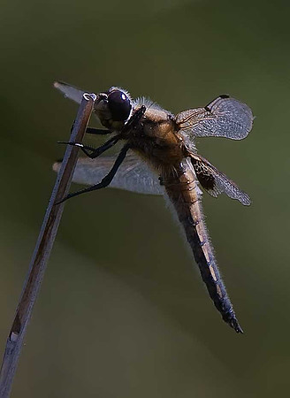 Four-spotted Chasers