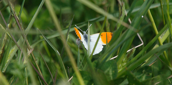 Orange -tip