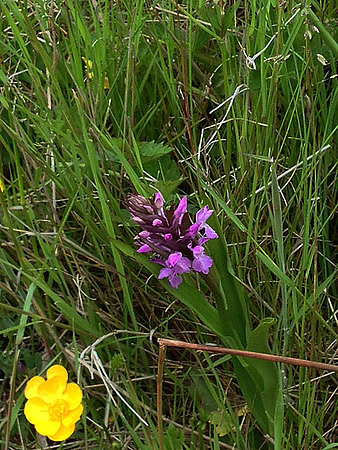 Marsh Orchid