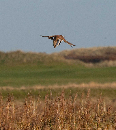 Kestrels