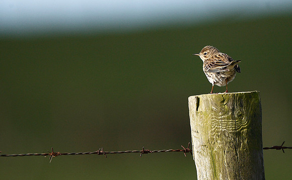 Meadow Pipit