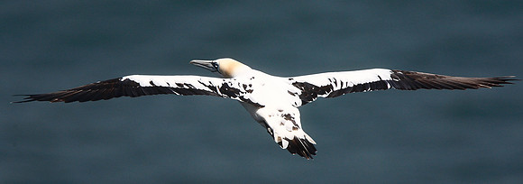 Gannet