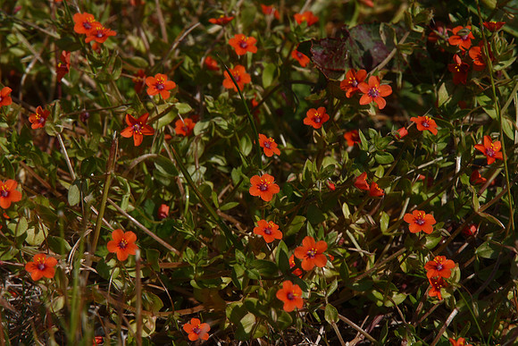 Scarlet Pimpernel