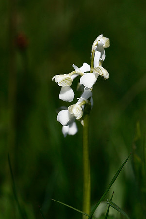 Green-winged Orchid