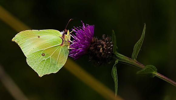 Brimstone