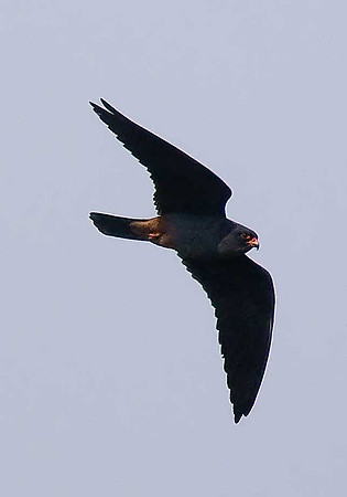 Red-footed Falcon
