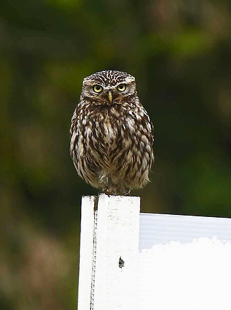 Little Owl