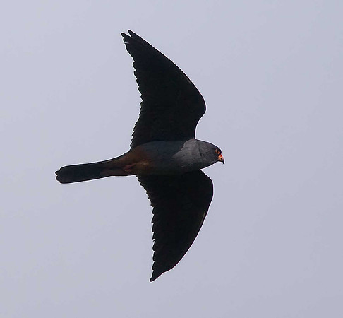 Red-footed Falcon