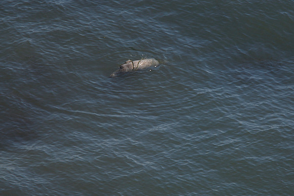 Grey Seal