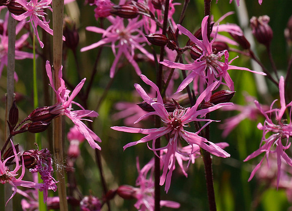 Ragged Robin