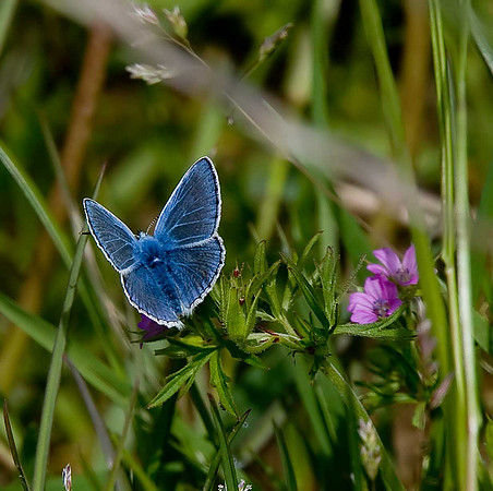 Common Blue