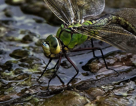 Emperor Dragonfly