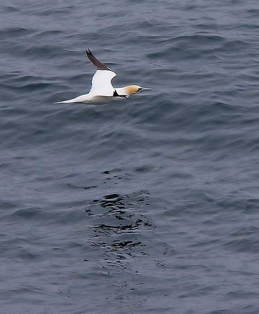 Gannet