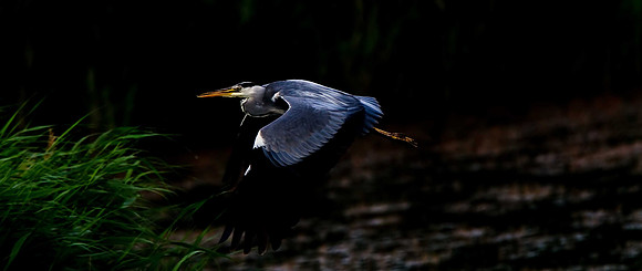 Heron