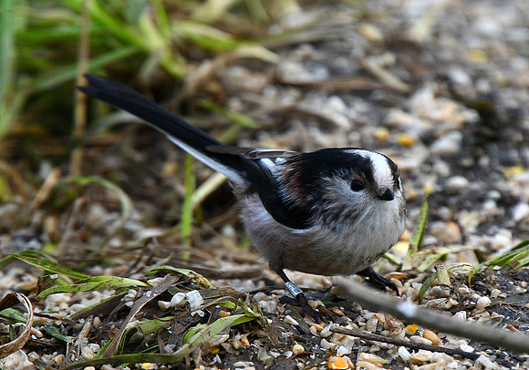 Long-tailed Tit