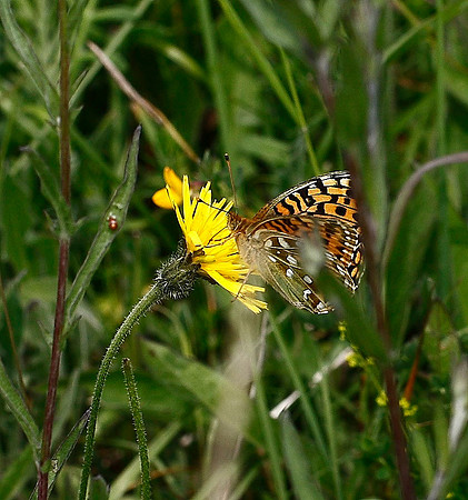 Dark Green Fritillary