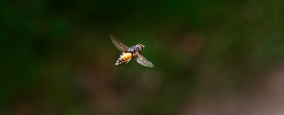 Hover fly?