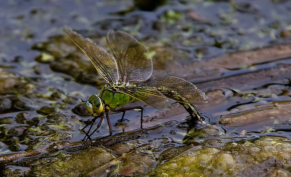 Emperor Dragonfly