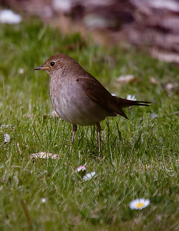 Thrush Nightingale