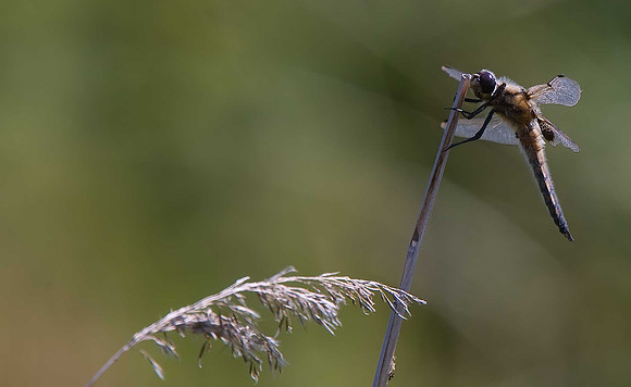 Four-spotted Chasers
