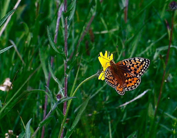 Dark Green Fritillary