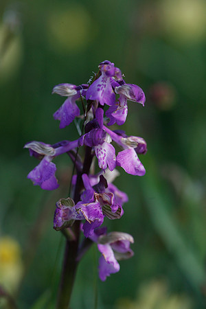 Green-winged Orchid
