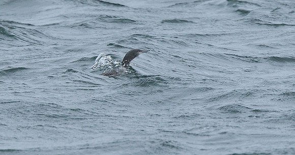 Red-throated Diver