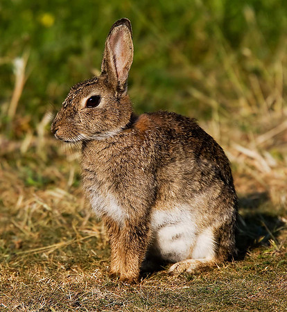 Rabbit