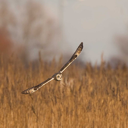 Short-eared Owl