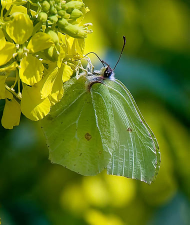 Brimstone