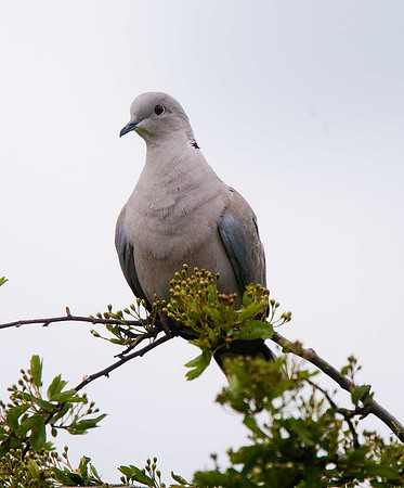 Collared Dove