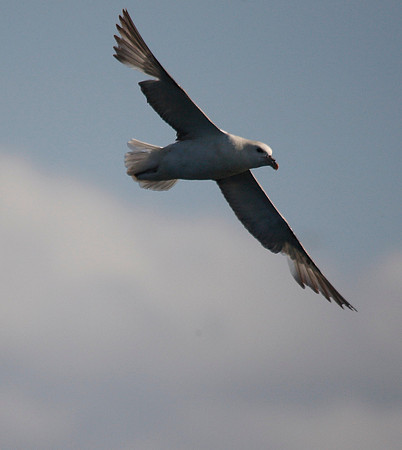 Gannet
