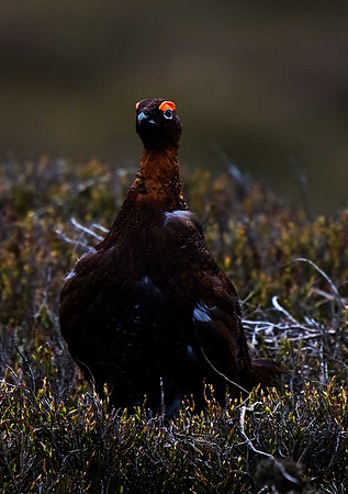Red Grouse